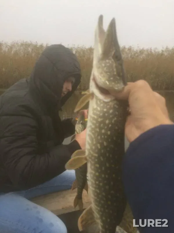 Pike — Beysuzhyok Levyy, Nov 11, 2017