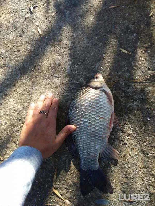 Crucian carp — Respublika Adygeya, Teuchezhskiy rayon, Oct 12, 2017