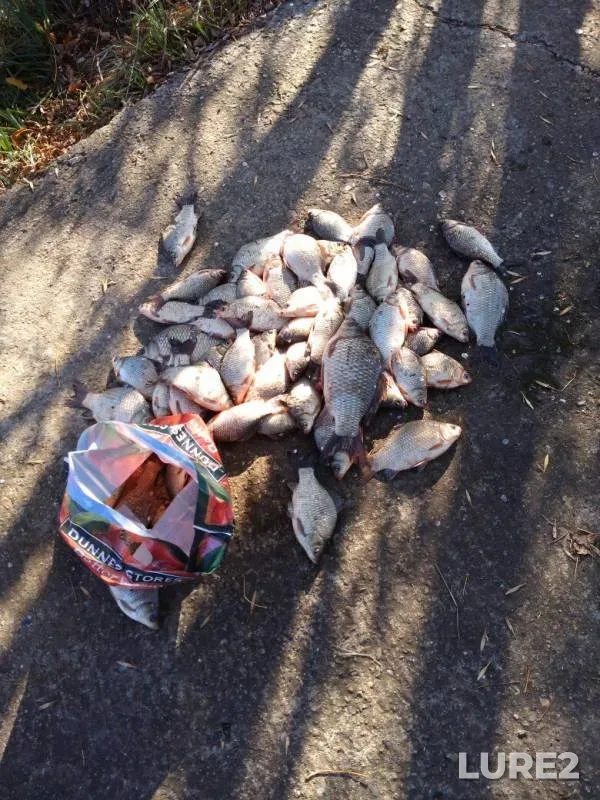 Crucian carp — Respublika Adygeya, Teuchezhskiy rayon, Oct 12, 2017