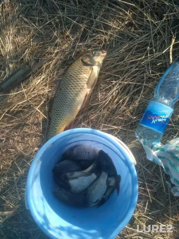 Crucian carp — Respublika Adygeya, Takhtamukayskiy rayon, Oct 10, 2017