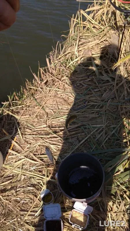 Bleak, Crucian carp — Krasnodarskiy kray, Oct 02, 2017