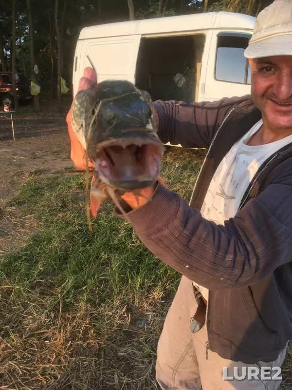 Pike — Krasnodarskiy kray, Abinskiy rayon, Sep 21, 2017