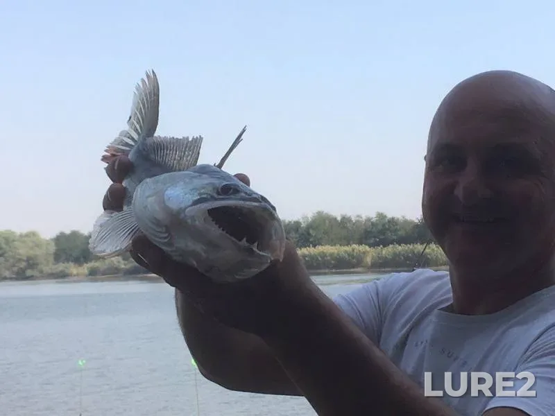 Zander — Krasnodarskiy kray, Abinskiy rayon, Sep 20, 2017