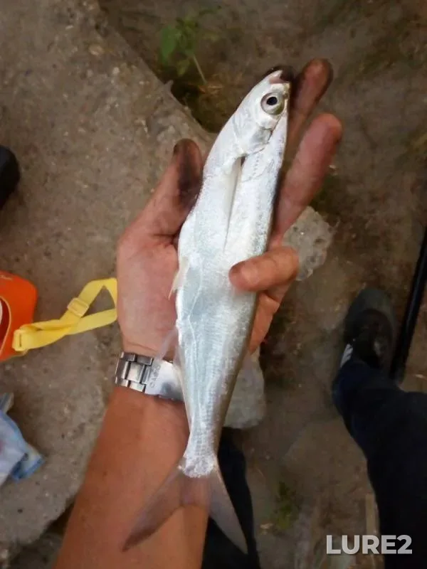 White bream — Kuban, Aug 27, 2017