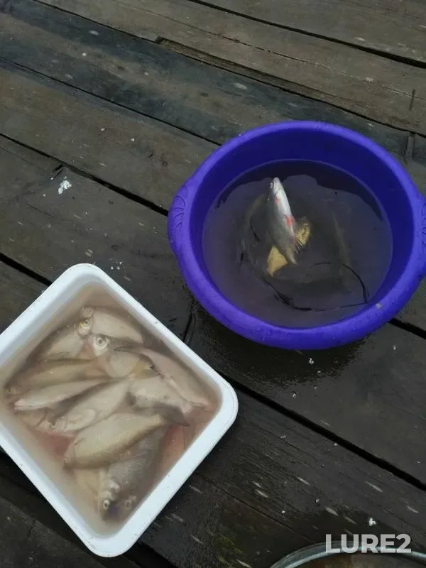Wels catfish — Volkhov, Aug 15, 2019