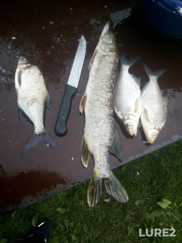 Pike — Volkhov, Jul 19, 2016