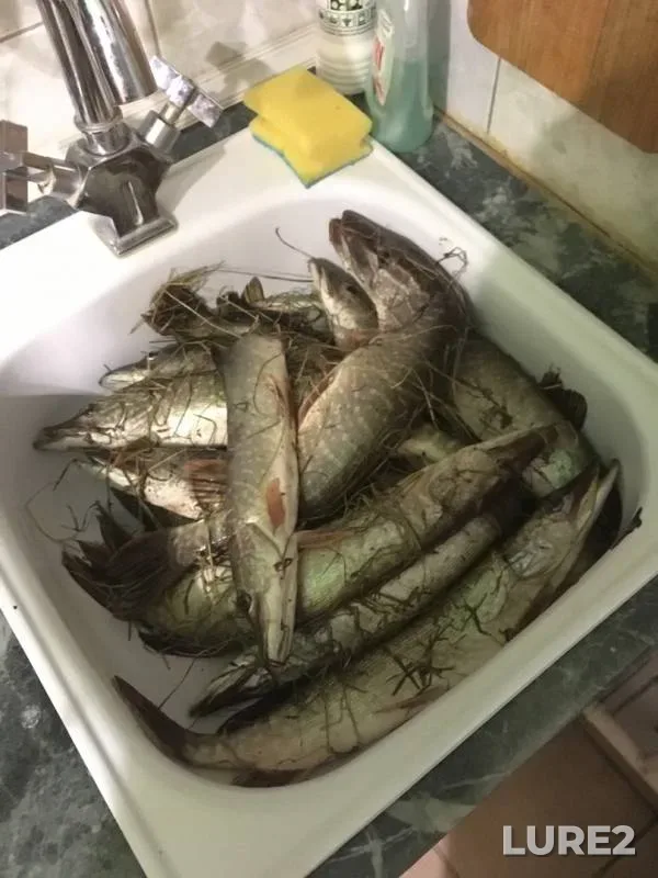 Pike — protoka Nikulkina, Oct 09, 2019