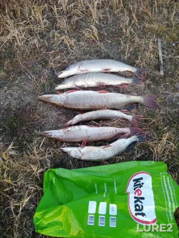 Pike — Chulym, Oct 09, 2019