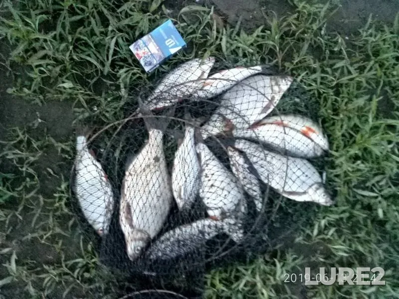 Bream — Krasnoyarskoye, Jun 13, 2019