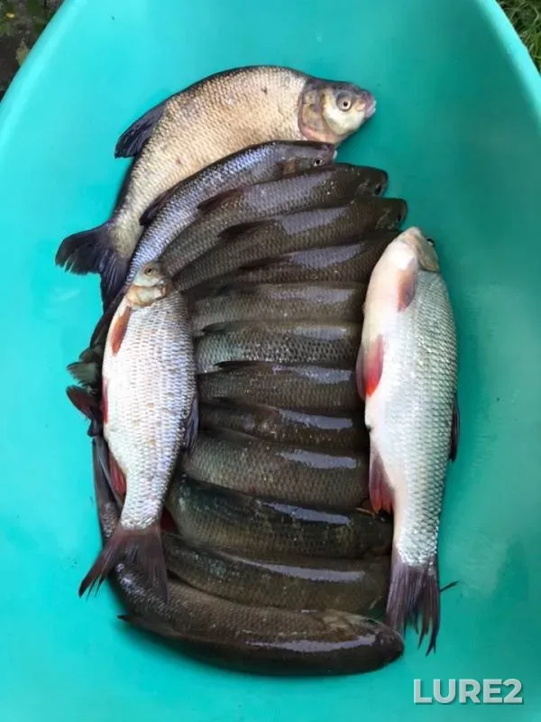Bream, Ide — Staraya Ob, Sep 20, 2019