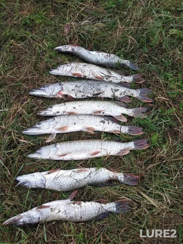 Pike — Ob, Sep 15, 2019