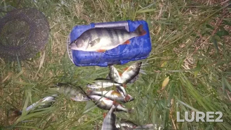 Perch — Kuzhenka, Sep 09, 2019