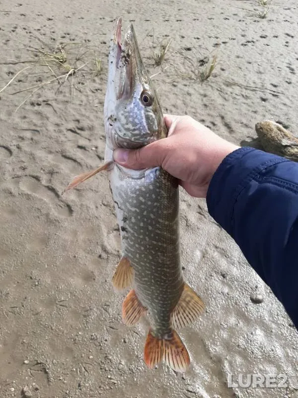 Bream, Pike — Ob, Aug 28, 2019