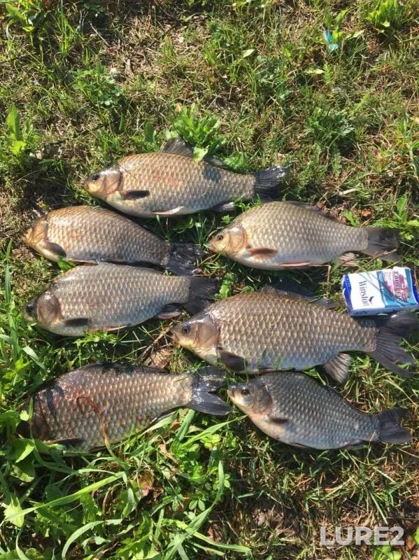 Crucian carp — Telbes, Aug 26, 2019