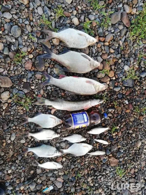 Bream, Ide — Tom, Aug 25, 2019