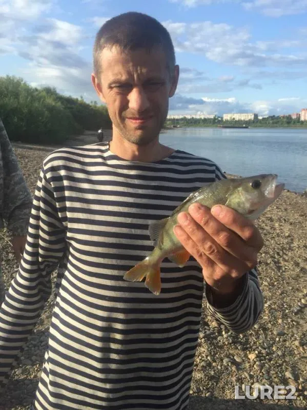 Bream, Perch — Tom, Aug 12, 2019