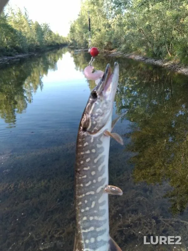 Perch, Pike — Tasheba, Jun 18, 2019