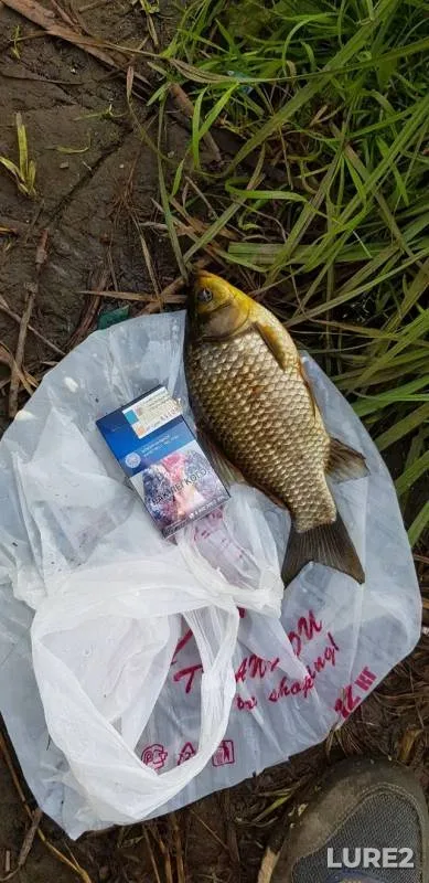 Crucian carp — Trubachevskoye, Aug 05, 2019