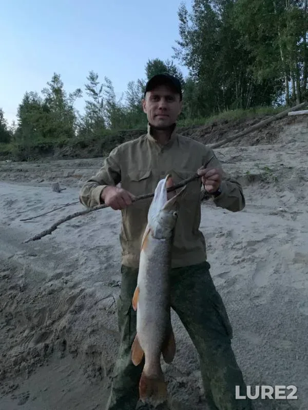 Pike — protoka Munzharskaya Staritsa, Aug 05, 2019