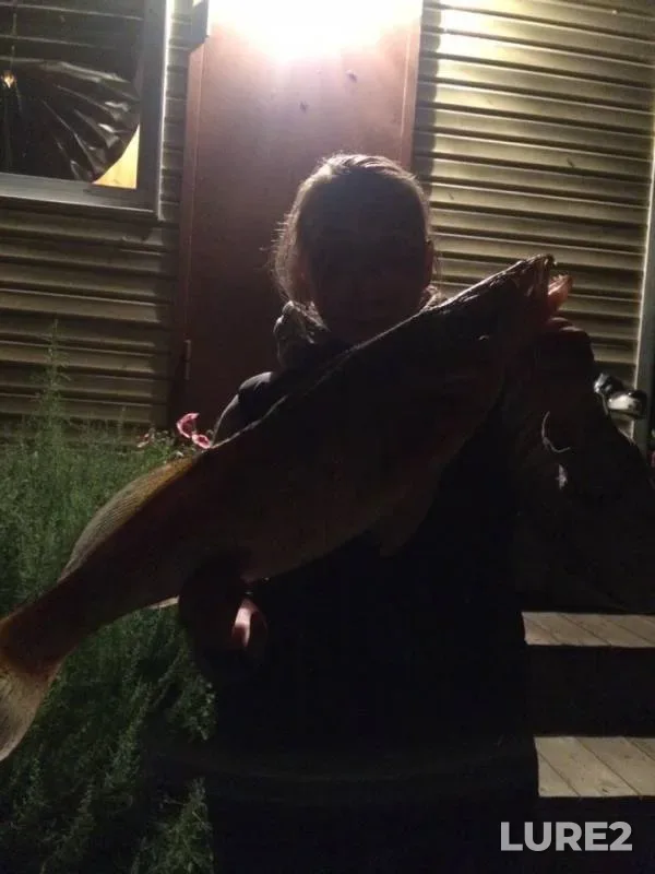 Zander — Tom, Aug 07, 2019