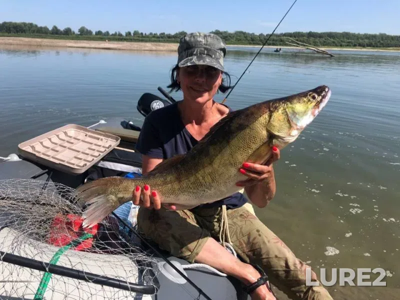 Zander — Ob, Aug 07, 2019