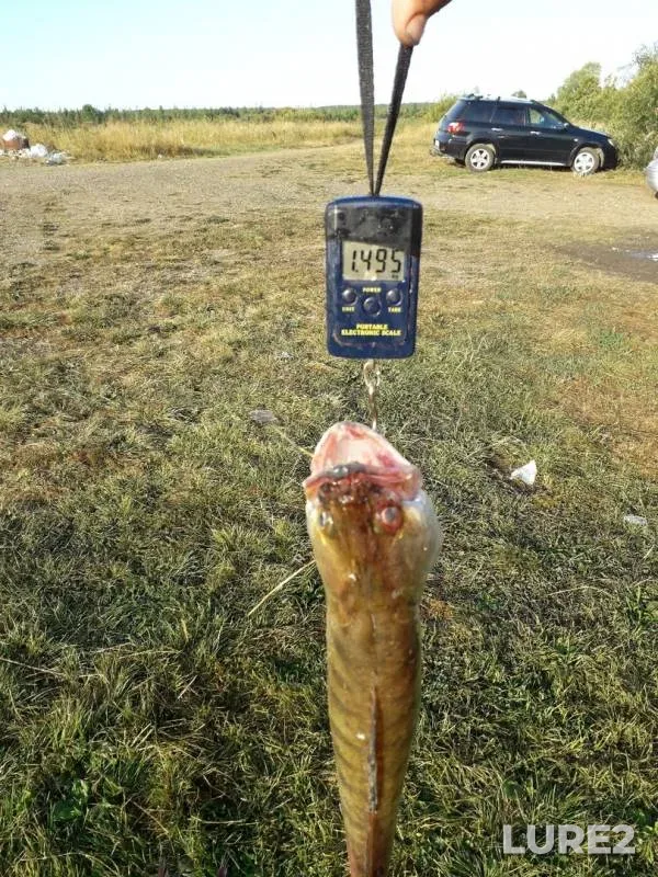 Bream, Ide — Moryakovskaya Kurya, Aug 11, 2019