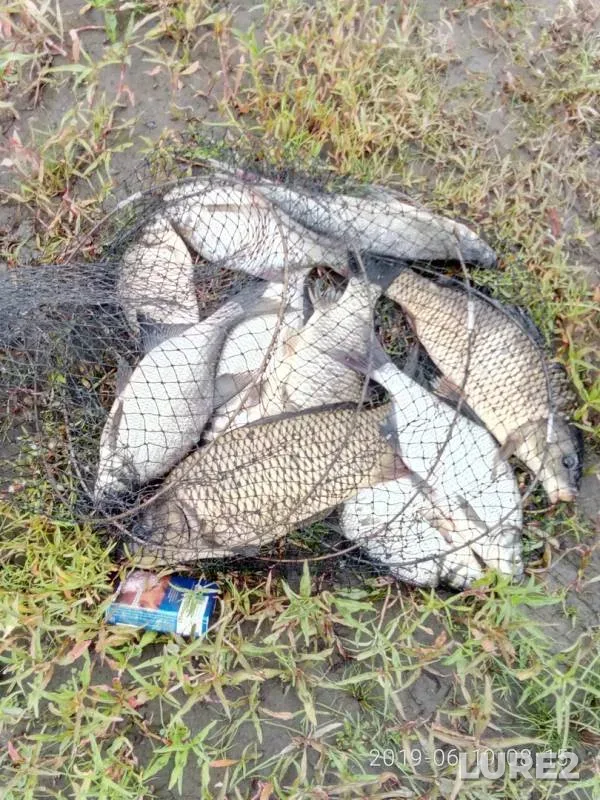 Bream, Carp — Krasnoyarskoye, Jun 19, 2019