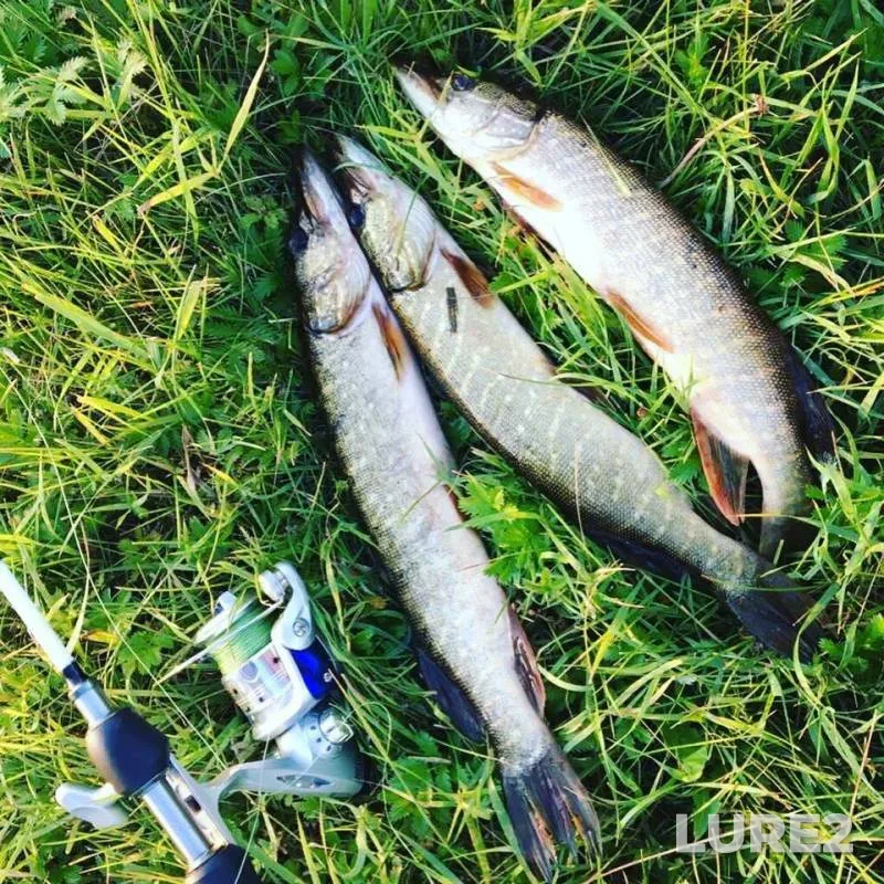 Perch, Pike — Kargat, Aug 11, 2019