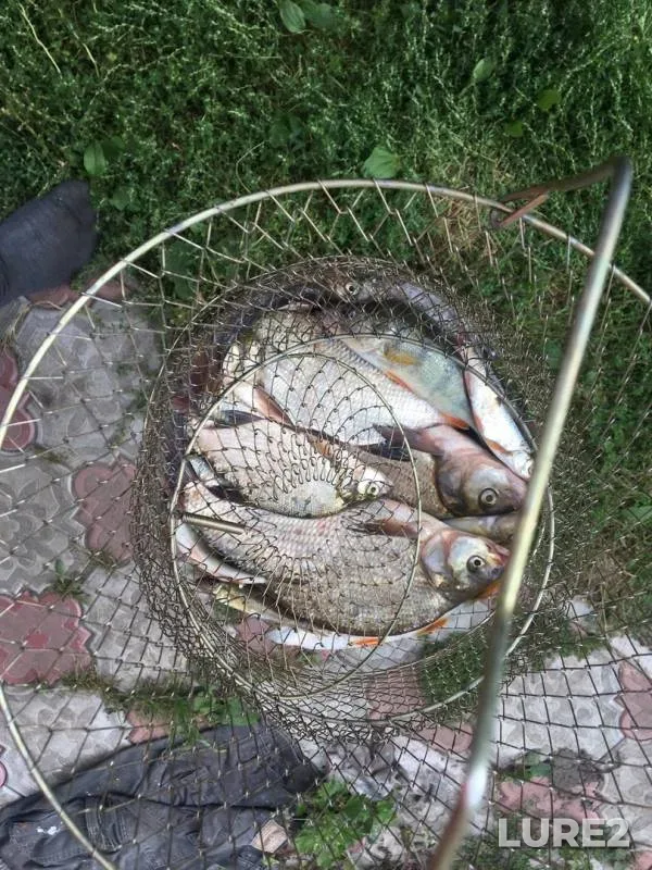 Bream, Perch — Tom, Aug 11, 2019