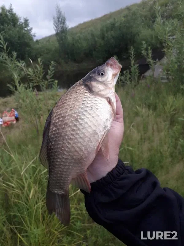 Crucian carp — Linyovo, Jul 23, 2019