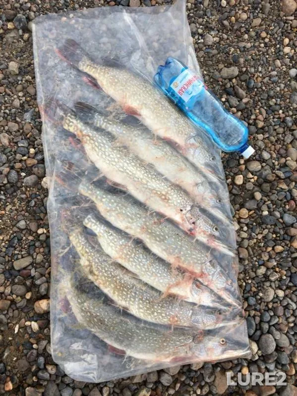 Pike — Tom, Jul 16, 2019