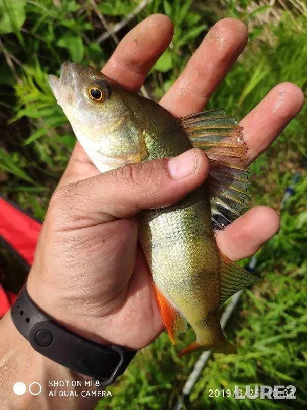 Perch — Bolshaya Kirgizka, Jun 25, 2019