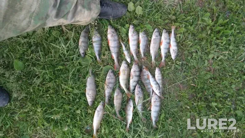 Perch, Roach — Tom, Jun 22, 2019
