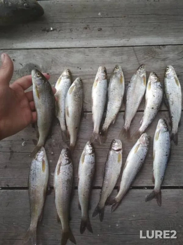 Carp — Tolcheya, Jun 20, 2019