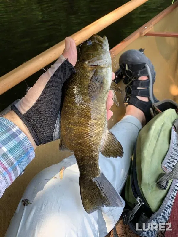 Smallmouth bass — Hinckley Reservoir, Jul 07, 2018