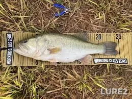 Largemouth bass — Lake Johanna, Aug 11, 2018