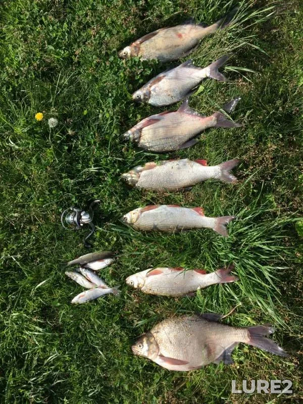 Bream, Ide — Ob, Jun 12, 2019