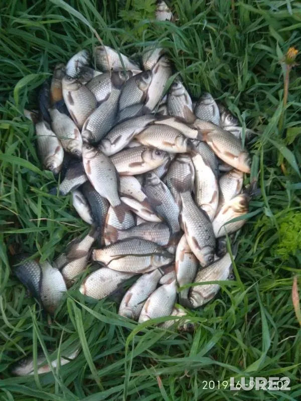 Crucian carp — Savinskoye, Jun 09, 2019