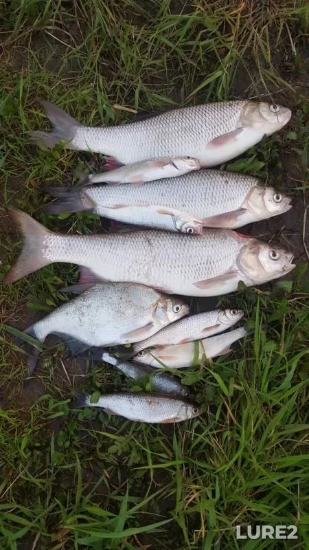Bream, Ide — Tom, Jun 06, 2019