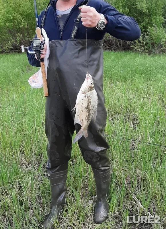 Bream, Ide — Ob, Jun 05, 2019