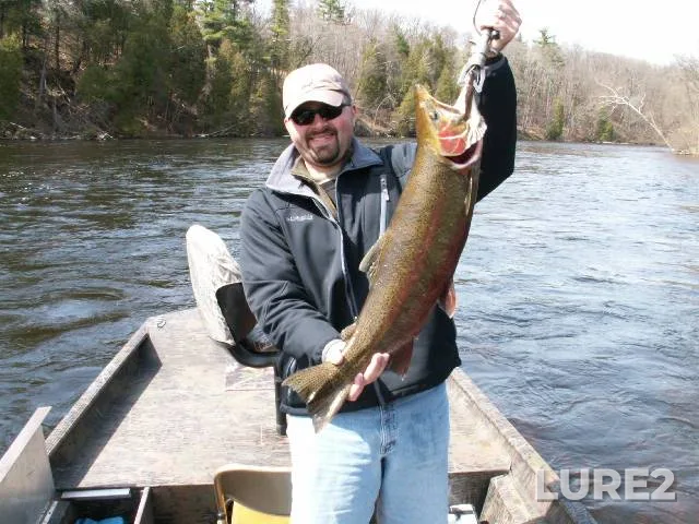 Steelhead — Muskegon River, Nov 07, 2019, 3:14 PM