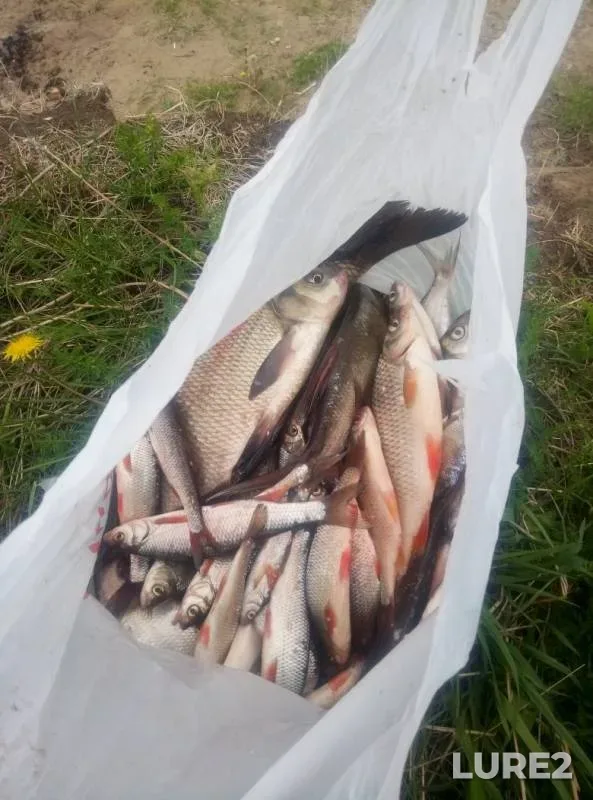 Bream, Ide — Tom, Jun 04, 2019