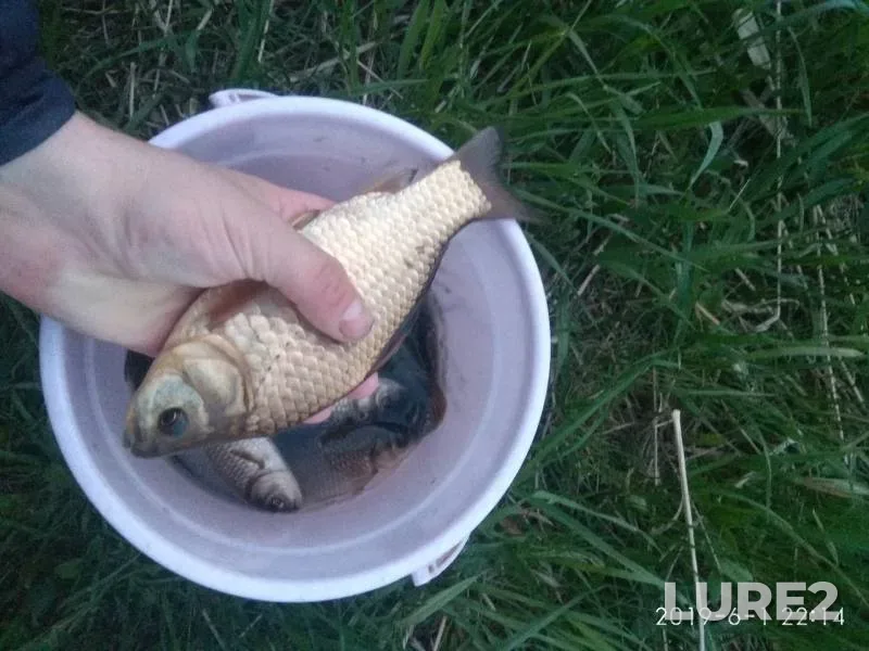Crucian carp — Savinskoye, Jun 01, 2019
