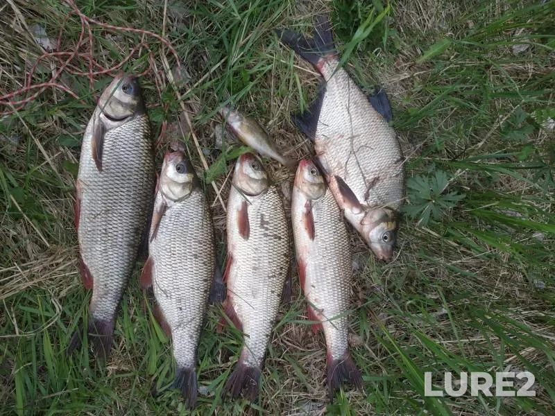 Bream, Ide — Tom, May 27, 2019