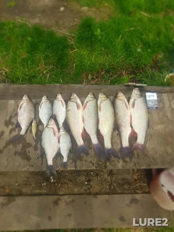 Bream, Ide — Eushtinskaya protoka, May 25, 2019