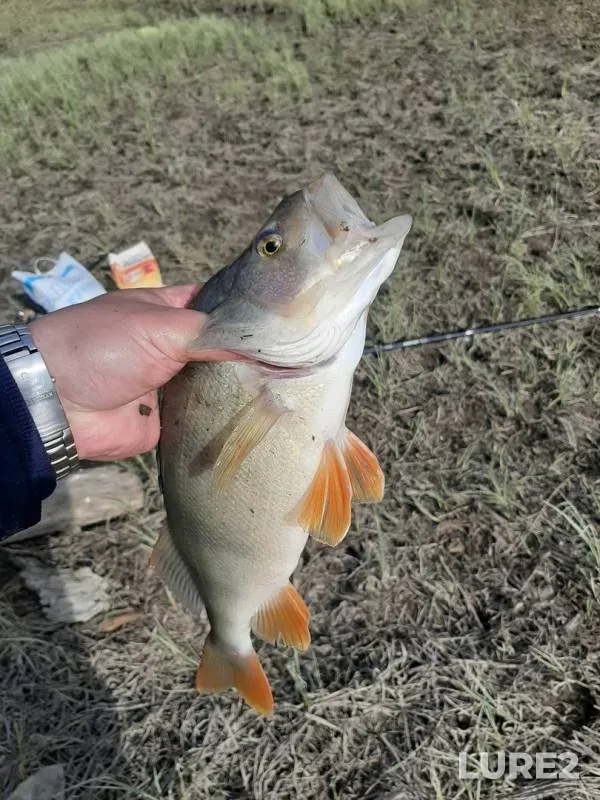 Bream, Ide — Ob, May 20, 2019