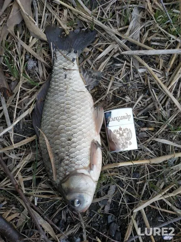 Crucian carp — Zolootval, May 03, 2019
