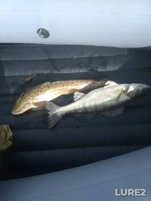 Burbot, Zander — Tom, Apr 28, 2019