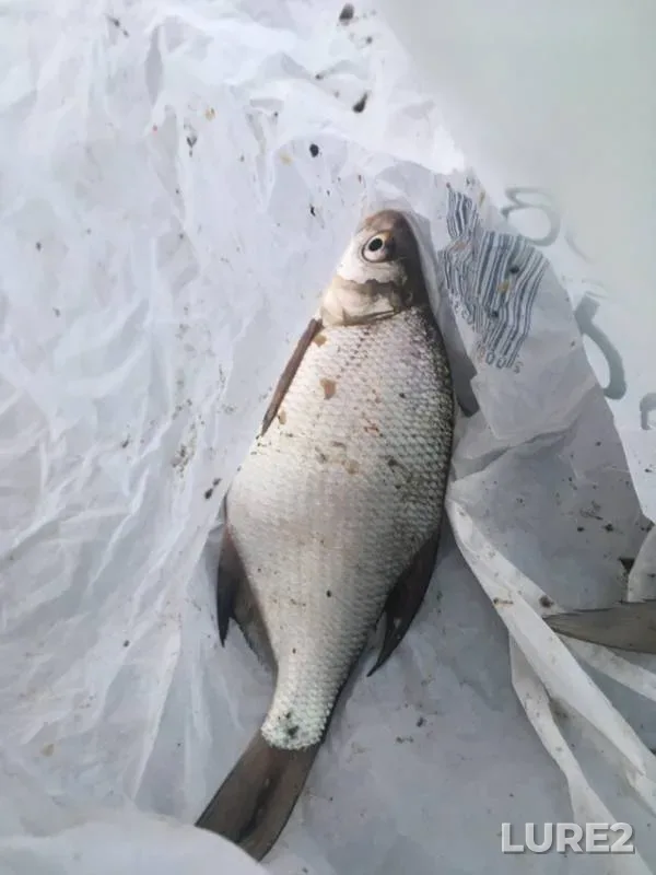 Bream — Tom, Apr 27, 2019