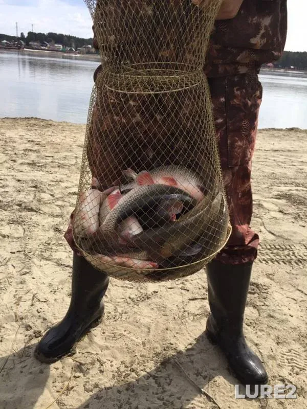 Bream, Burbot — Staraya Ob, Apr 25, 2019